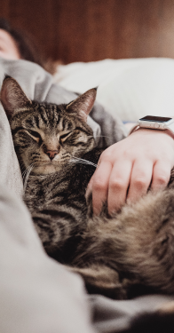 Close up sull'espressione di un gatto